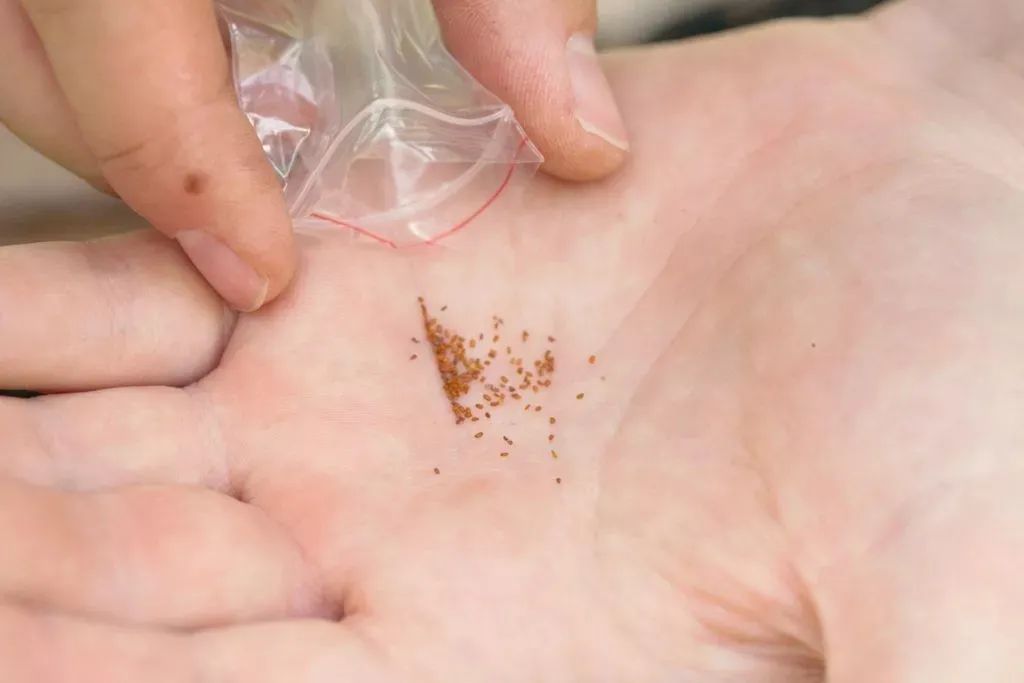 除了扦插和繁殖繁殖，用种子繁殖多肉靠谱吗？来看看是否适合你