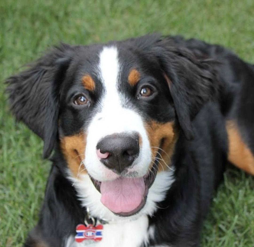 盘点二十种忠爱满世界的萌犬,萌犬系列都有啥