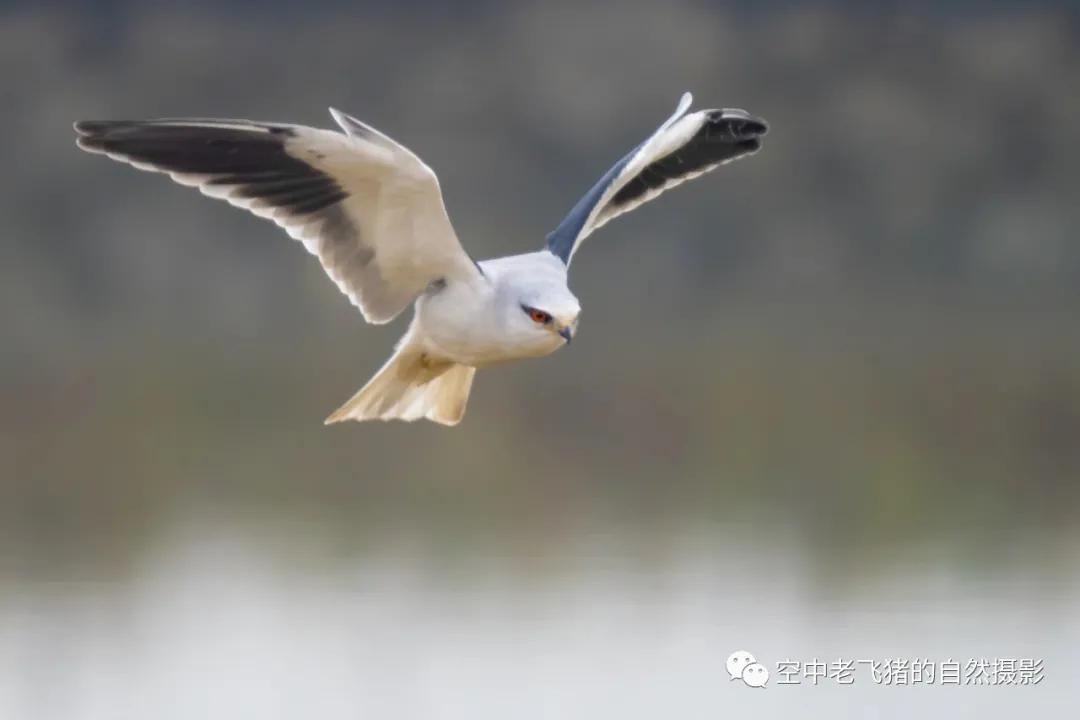 奥林巴斯75-300mm镜头测评人像,奥林巴斯150mm到400mm镜头