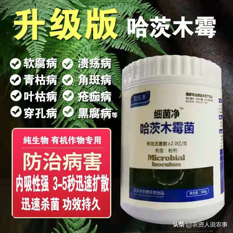 治疗樱桃树流胶病都有什么好方法,樱桃树流胶病最有效的防治方法