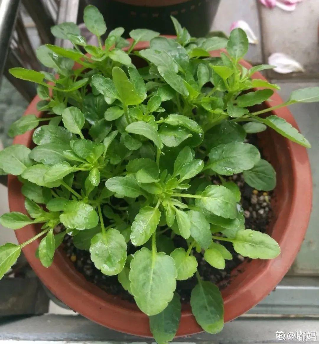 耐寒又好养的香水花,家里可以养法国香水花