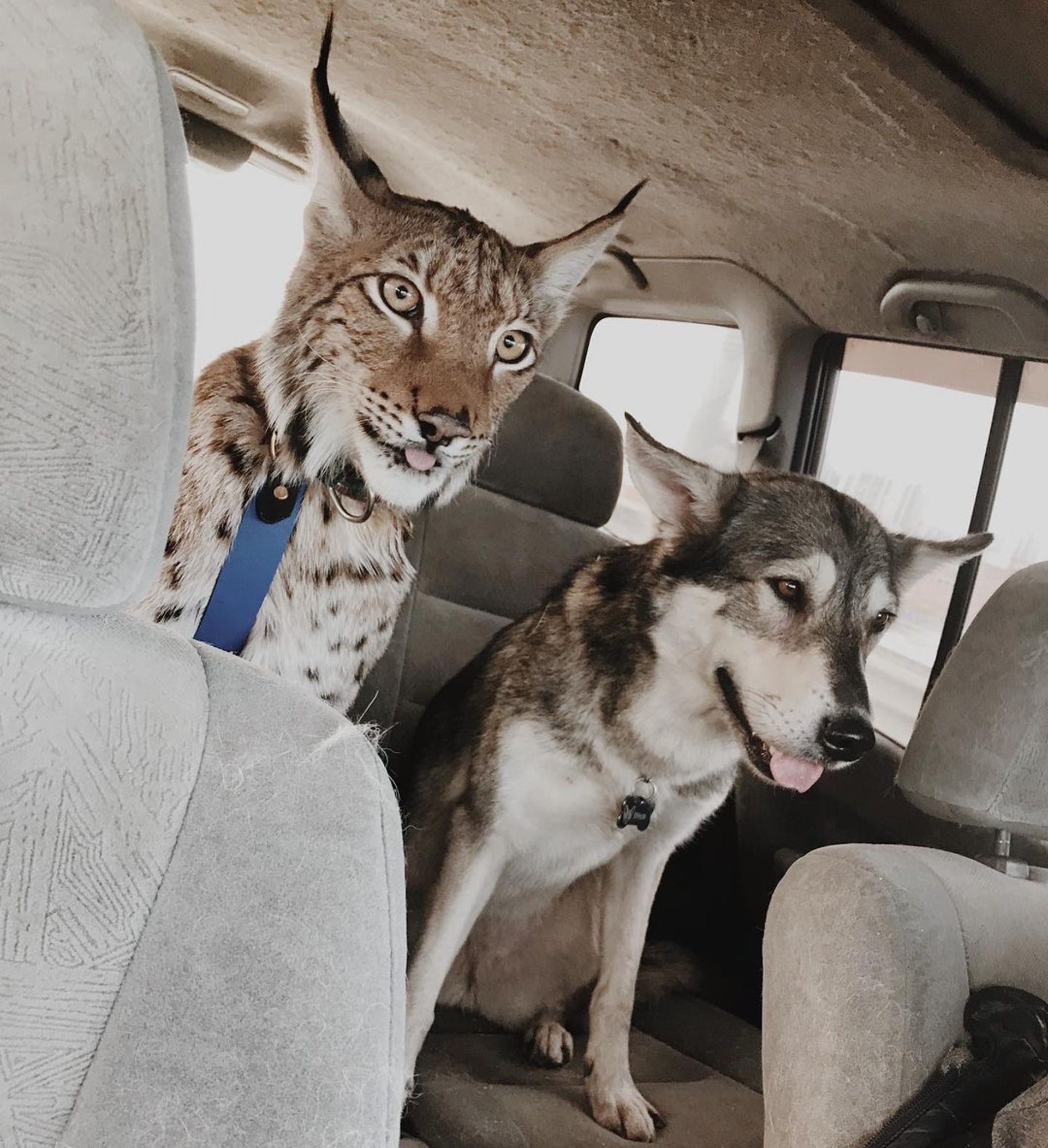 让六只傻狗调教生性凶猛的山猫,山猫:妈妈再也不用担心我的智商