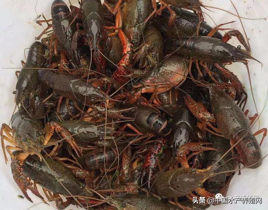 一亩能出多少小龙虾虾苗,小龙虾塘出虾苗多少钱一亩