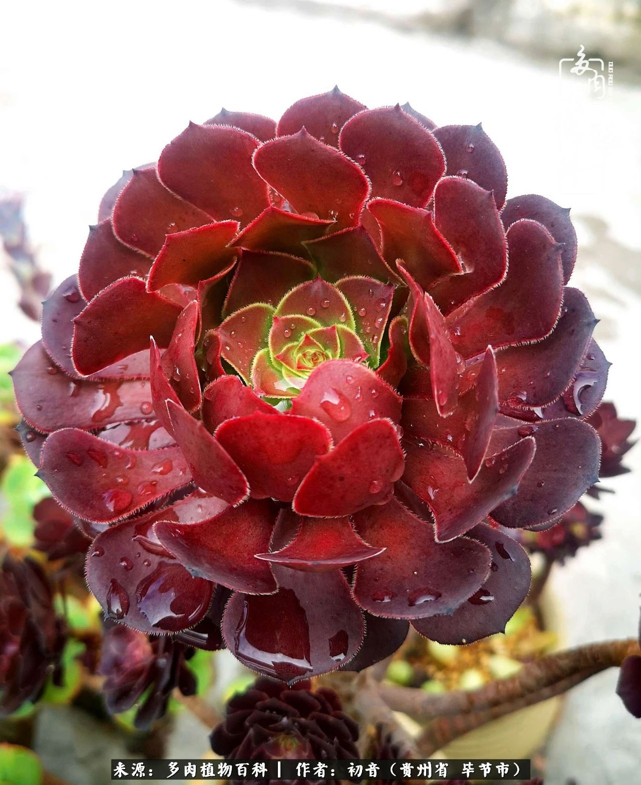 和多肉共度美好时光,与多肉一起成长