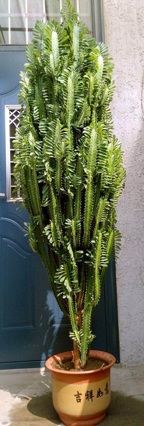 好看又好养的盆花,人养花也养人