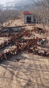 夜间接尸人视频,深夜接尸人的故事