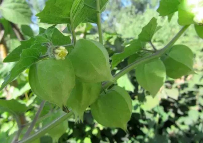 哥伦比亚龙珠果什么味道,哥伦比亚龙珠果外面可以吃吗