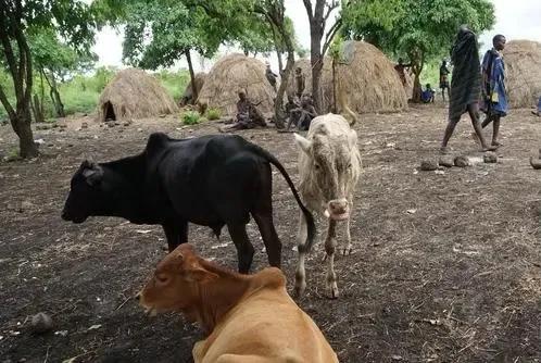 嘴上套盘子的女人,嘴唇挂盘子的女人