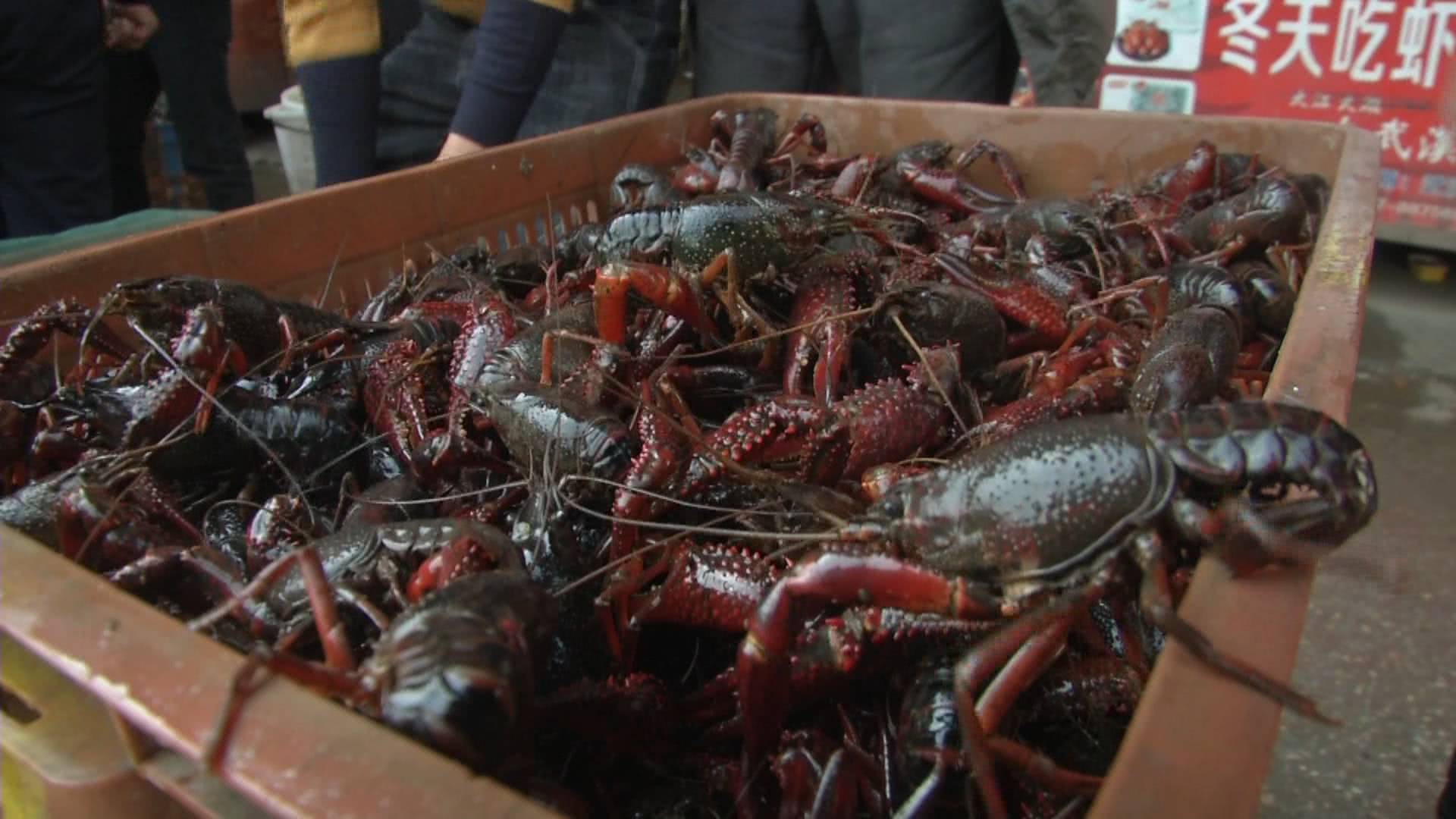 新鲜小龙虾今日价格表,今日新鲜的小龙虾价格