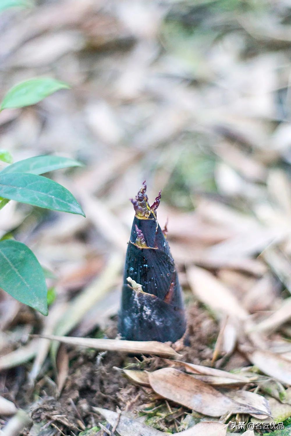 人吃的笋和大熊猫吃的笋一样吗,春笋是大熊猫吃的吗为什么