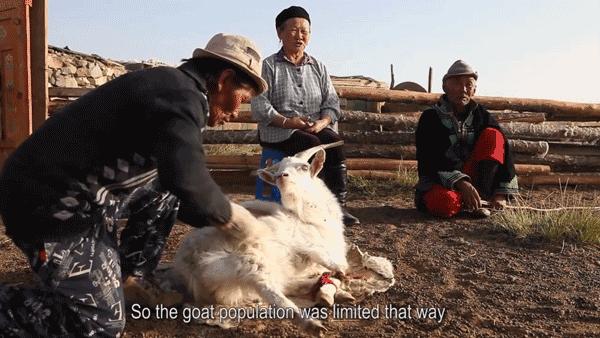 9.9元绵羊油保湿霜,绵羊油8.8元三盒