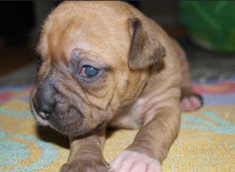 幼犬结膜炎是什么原因引起的呢,病毒性结膜炎导致失明还能治愈吗