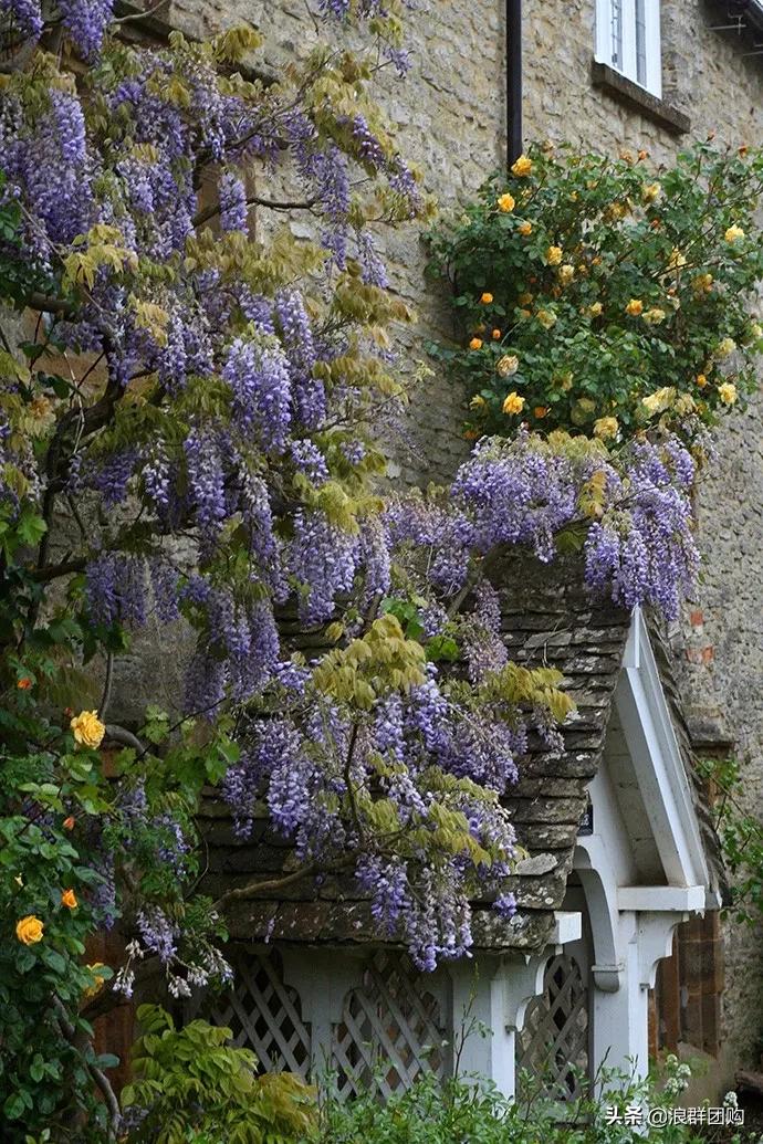 中式庭院藤类植物,枫树和紫藤