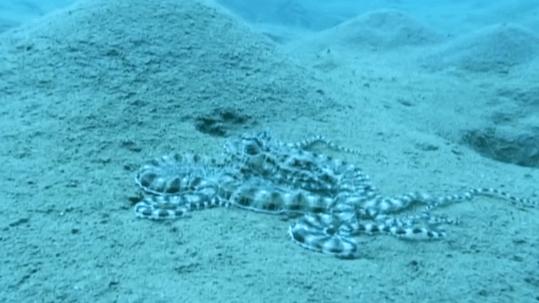 看完章鱼两条腿跑路的样子，我差点信了它是外星人后代