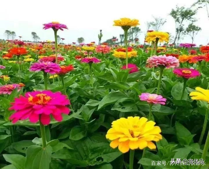 苏州太湖花海主题公园,太湖花海游乐场
