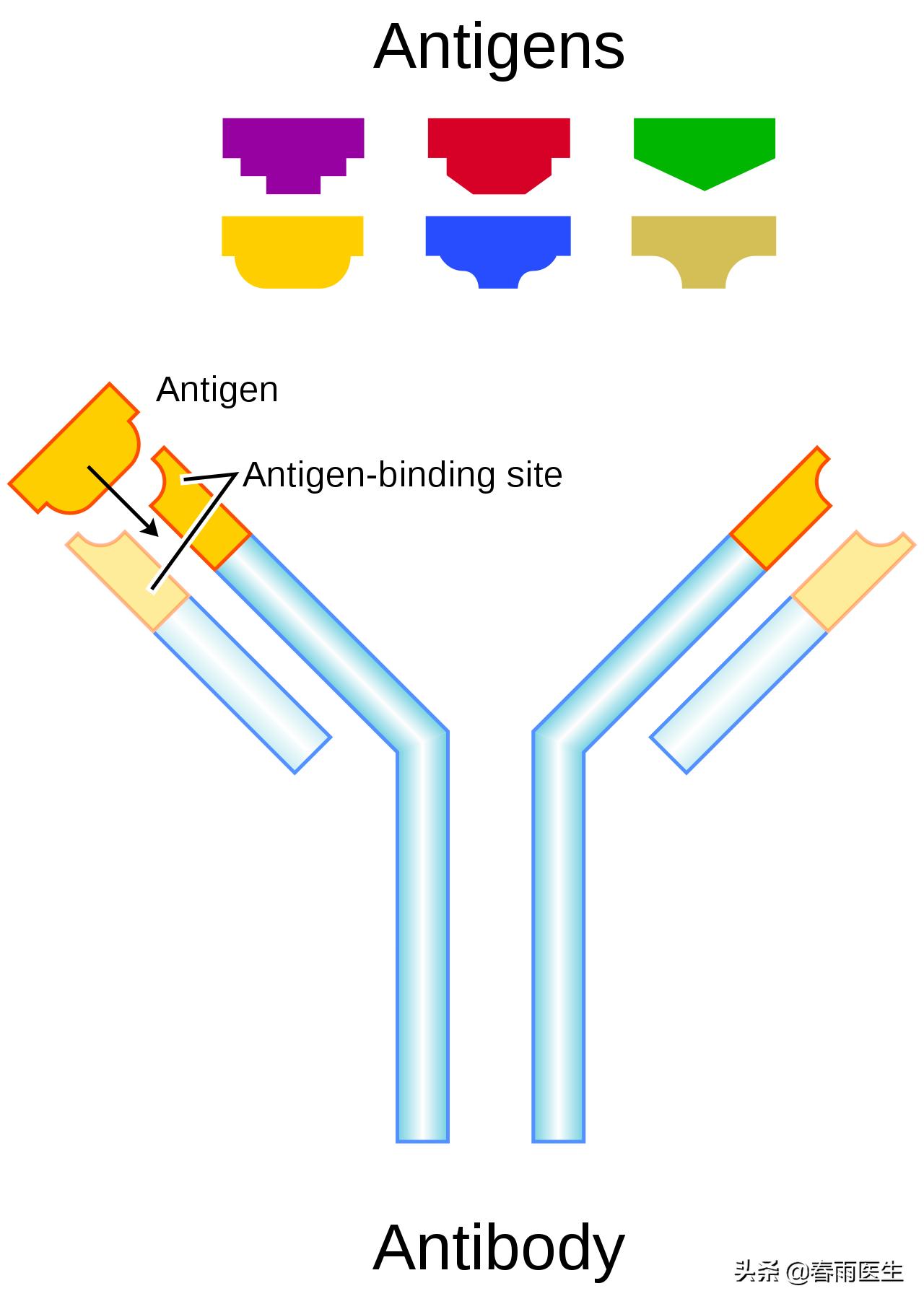 中国新冠疫苗的最新情况,中国新冠灭活疫苗二期临床