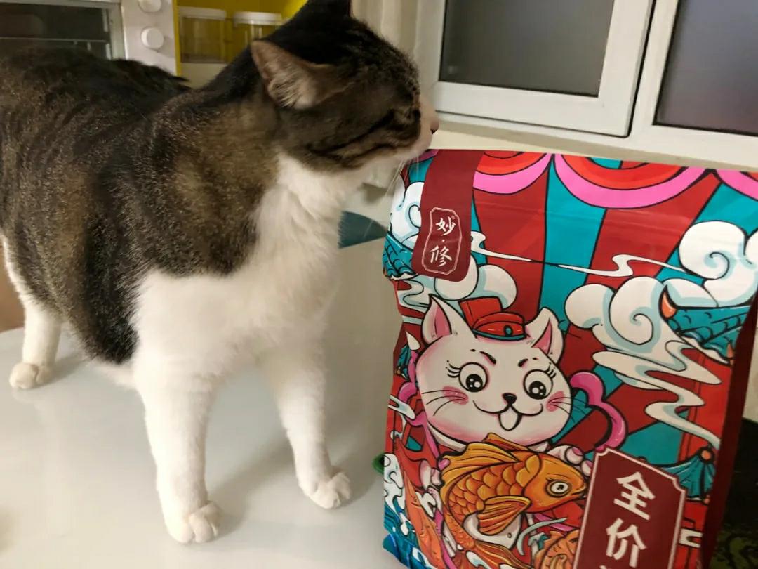 英国短毛猫的5大缺点饲养需谨慎,英国短毛猫怎么养需要注意什么