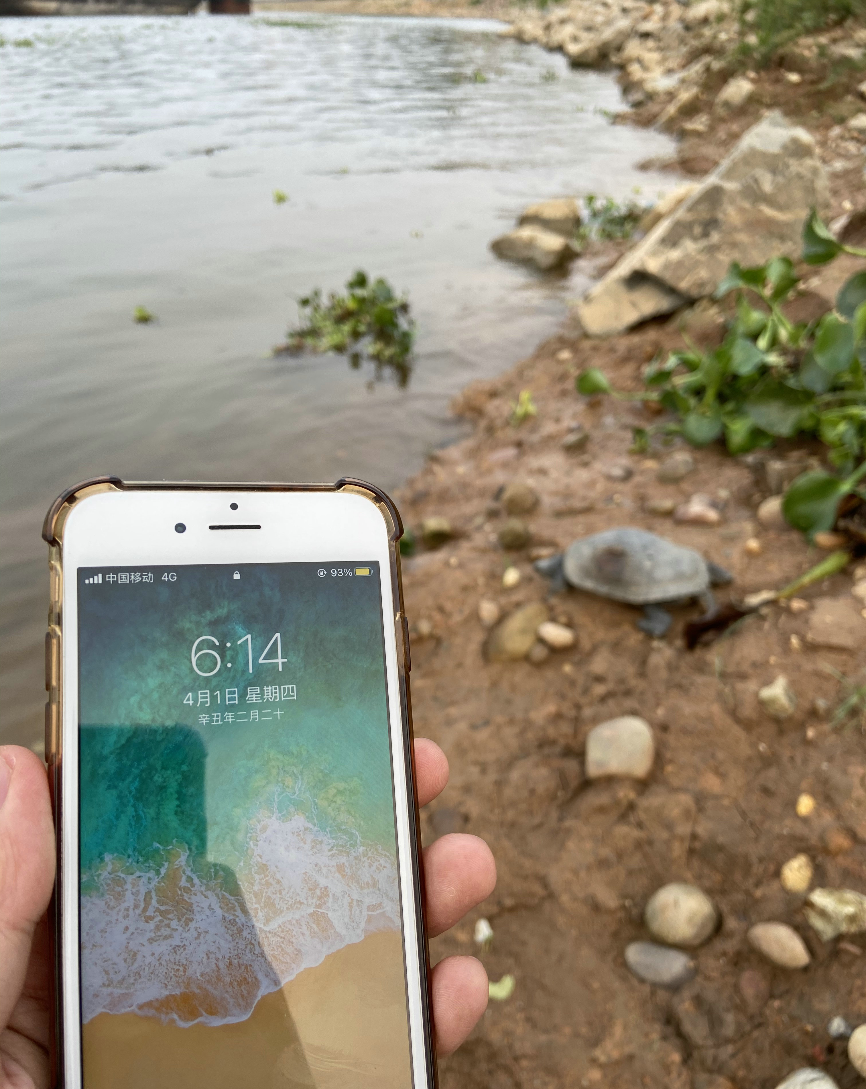 老龟受伤上岸求助？广西钓鱼人西江边碰到罕见大龟，龟背有大伤口