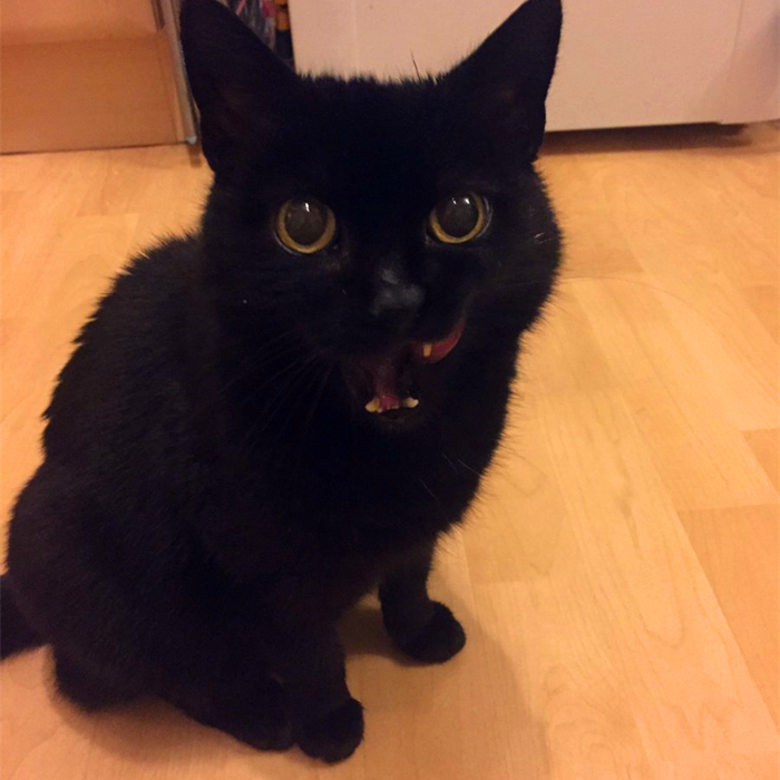 猫和尾巴是两种不同的生物？猫尾长期不动并不正常，小心爱猫瘫痪