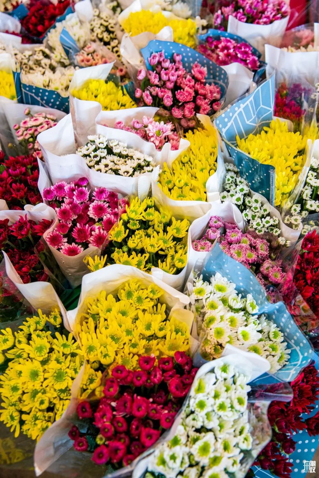 深夜去广州的花卉市场买花,如何逛斗南花卉市场买花便宜