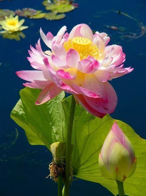 出淤泥而不染荷花之美,如果你是一朵出淤泥而不染的荷花