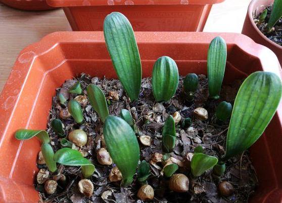 北方冬天如何制作黄豆肥水养花,黄豆水养花的方法和注意事项