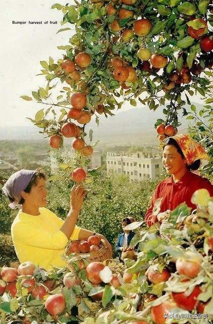 朝鲜上世纪经济崛起,50年代的朝鲜有多强