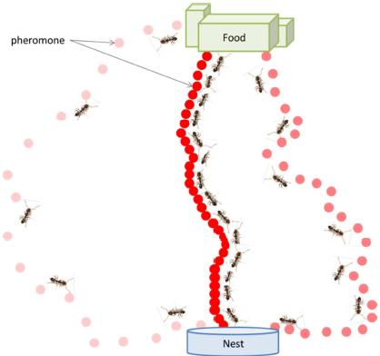 蝗虫有什么特别之处,蝗虫什么情况下有毒