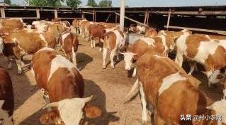 农村养牛赚钱思路养好牛,养牛致富的4个小妙招视频