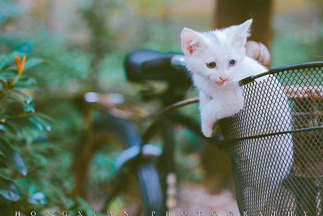 那年,那些喵,那些事