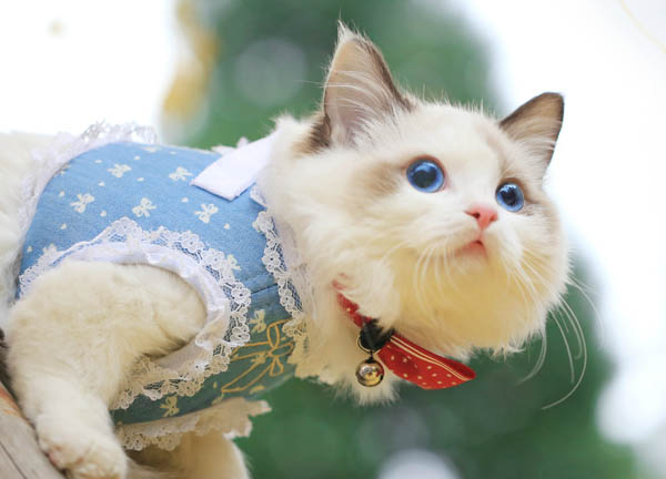 什么猫咪最好养而且又粘人新手,性格活泼开朗粘人的猫咪有哪些