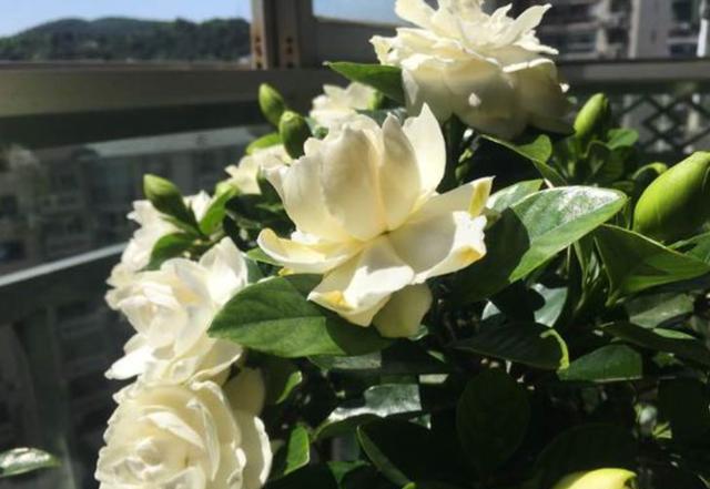 栀子花花苞不开怎么修剪,栀子花花苞不开就掉了怎么办