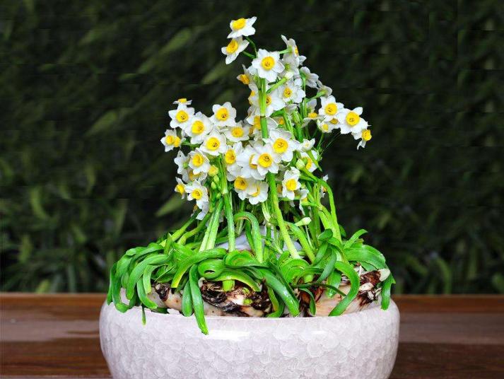 水仙花根部长得快怎么办,水仙花怎么养得又矮又壮开花快