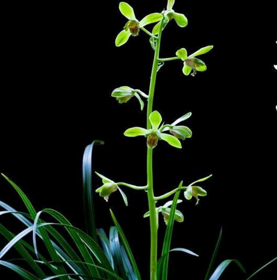 大花蕙兰即将出花苞期怎么养护,冬季大花蕙兰有花苞了怎么养护