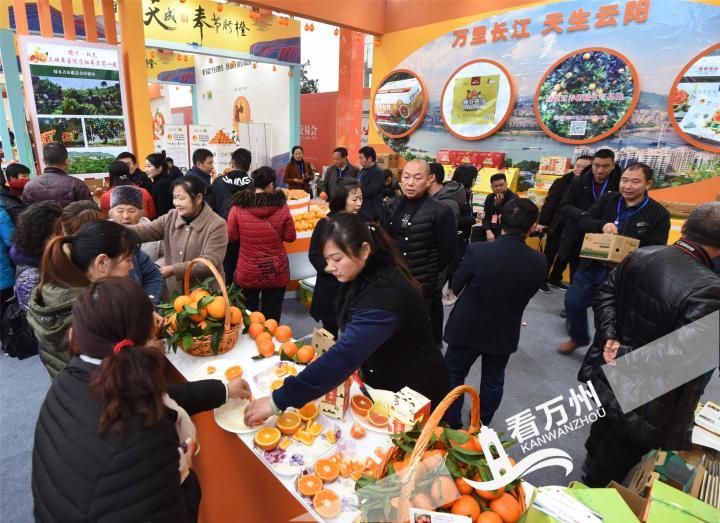 三峡柑橘展馆交易会,三峡柑橘国际交易会快报