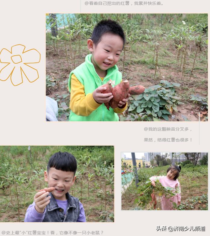 幼儿园红薯生成课活动方案,幼儿园科学教案红薯的成长过程