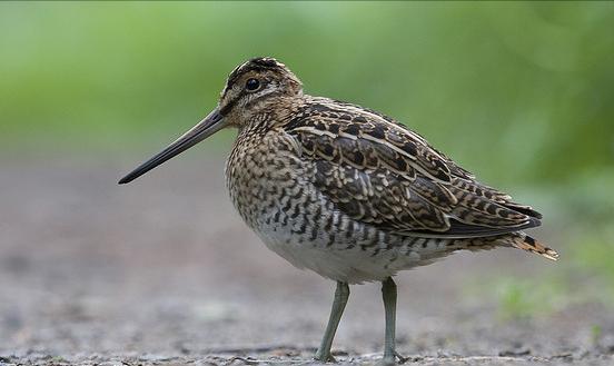 广东常见鸟类图谱图文,广东常见鸟类图谱