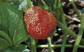 草莓真的打膨胀素了吗,草莓膨大打多了有坏处吗