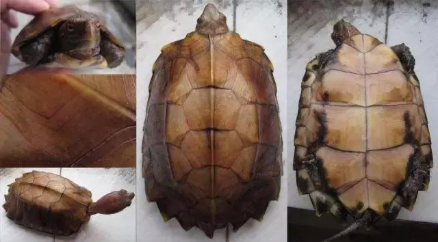 有一种龟为什么叫锯缘龟,锯缘龟八角灵龟