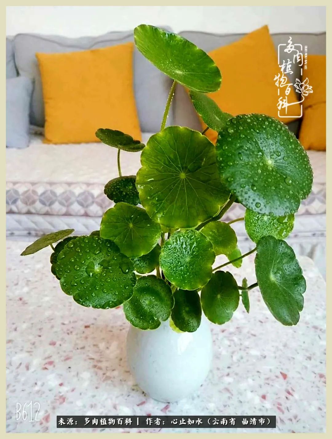 景德镇精品拇指多肉盆,轻奢多肉拇指盆3.5