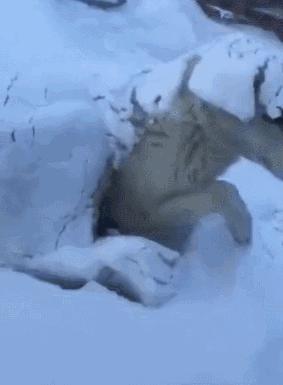 派派最新爆料,派派最新最真实报道