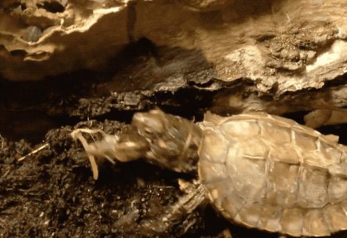 八角灵龟是不是保护动物,锯缘龟八角灵龟