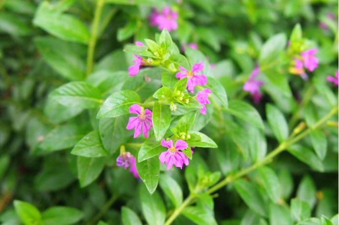 城市里的明珠图片大全,细叶雪茄花