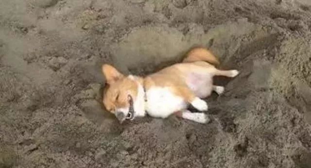 刨土刨水刨坑刨沙发，对于一只寂寞的狗子而言，万物皆可刨