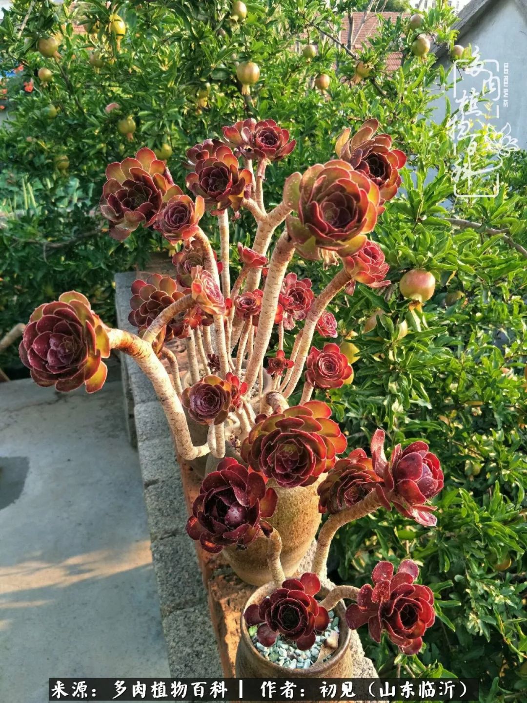 四季颜值在线的多肉,多肉的每一天