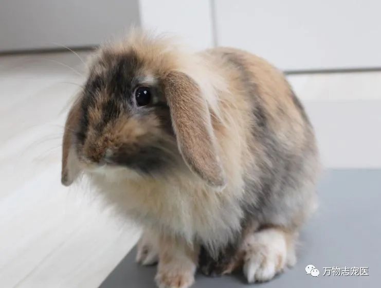 兔子不止爱吃胡萝卜,兔子有只眼睛看不见黑瞳都是白的