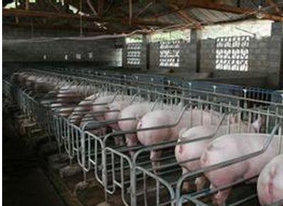 母猪胃肠炎的症状及治疗,猪胃溃疡发生后养殖户该如何治疗