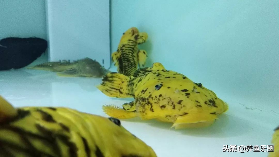 这位土豪家的渔场,光滤材就花了500多万,你确定不要见识一下?