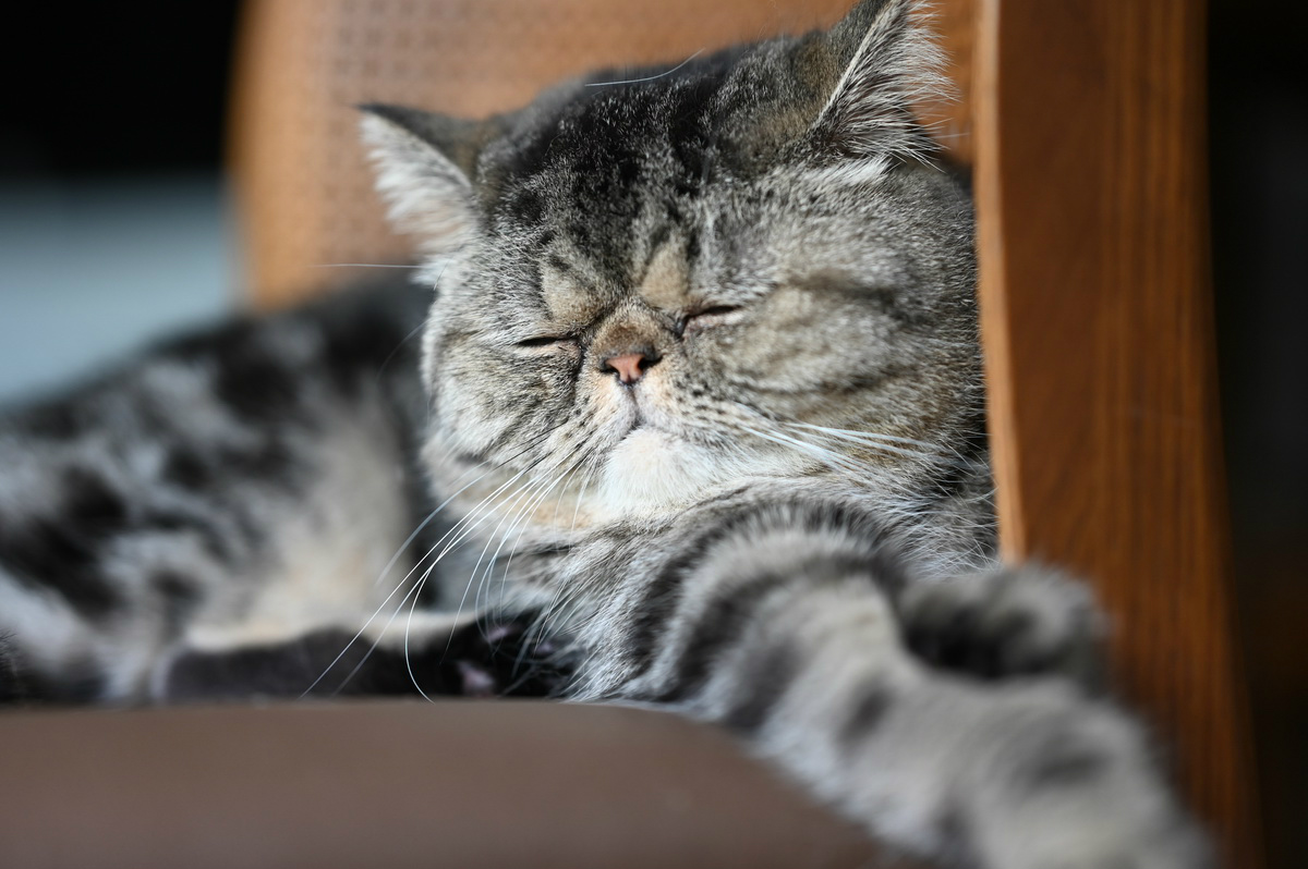 尼康l10拍照教程,尼康相机推荐10000左右