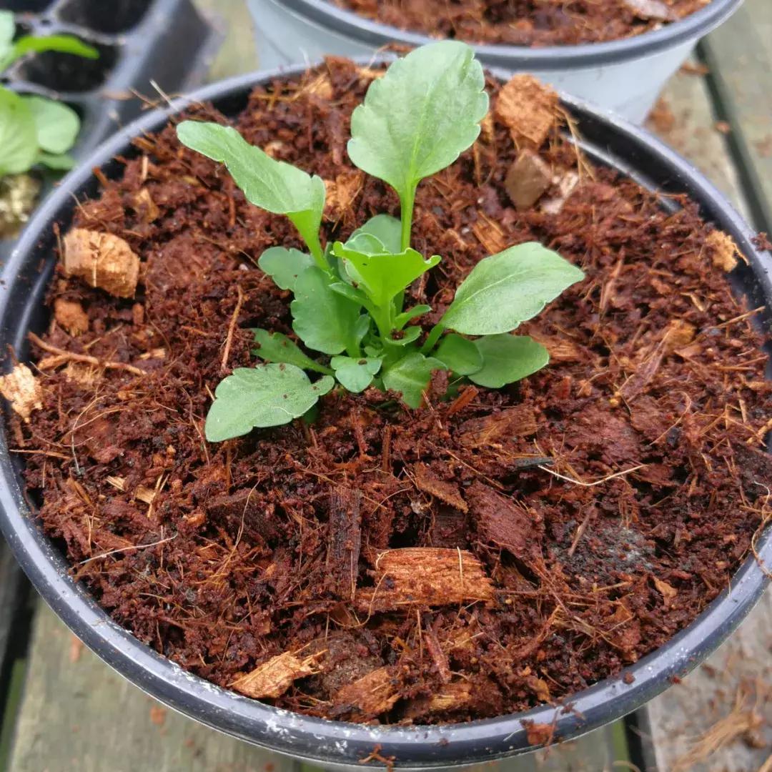 兔子角堇开花后的养护 (小兔子角堇怎么爆花)